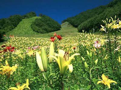 尾瀬岩鞍ゆり園