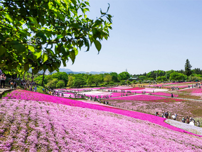 芝桜