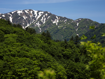 お客さまからの声